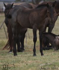 Blue Jo Hancock MA's 2022 Roan Filly